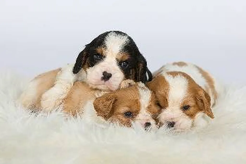CAVALIER KING CHARLES VAUCLUSE