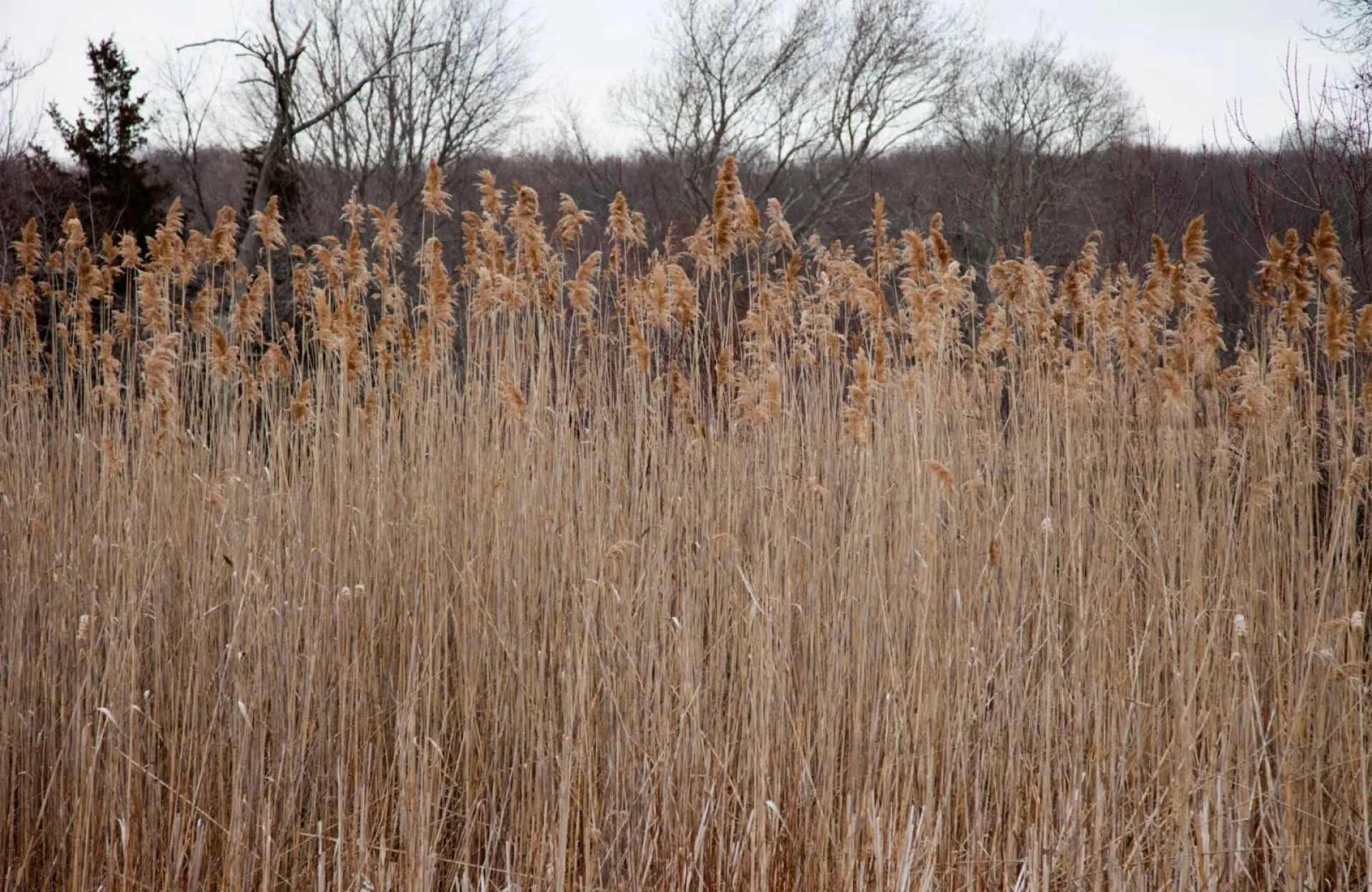 Débroussaillage autour des habitations dans le Gard, le Vaucluse et les Bouches du Rhône