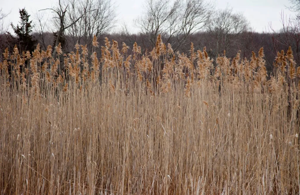 Débroussaillage autour des habitations dans le Gard, le Vaucluse et les Bouches du Rhône