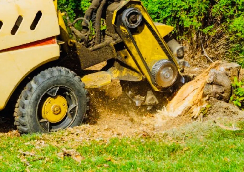 Dessouchage d'une souche avec un élagueur professionnel avec une mini pelle après l'abattage de l'arbre à Blanquefort