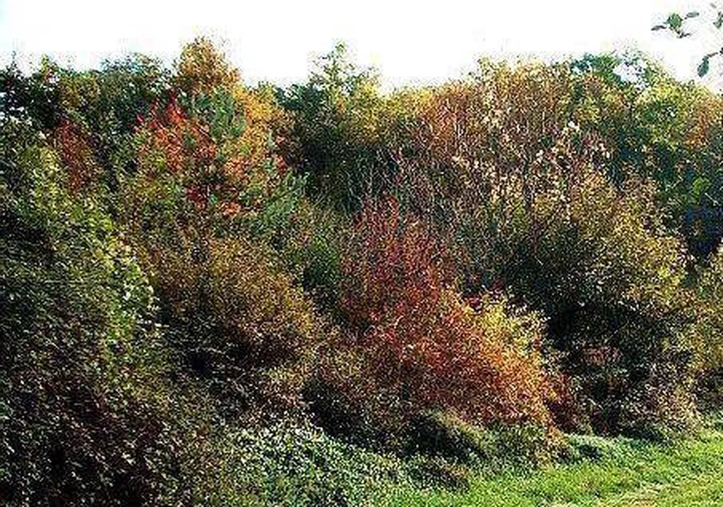 Quoi planter comme arbustes pour faire une belle haie mais aussi un habitat pour la faune et la flore sur Nimes?