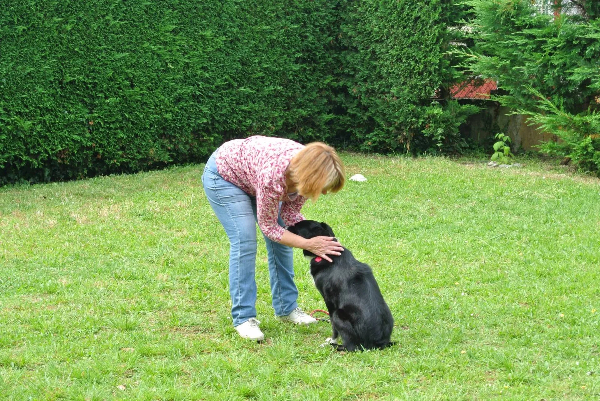 Forfait d'Education Comportementale pour chien, cours adaptés et sur meusure à votre profil dans la Gironde Biganos, Pessac