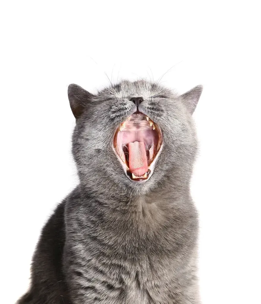 problème de dents chez le chat à endoume 