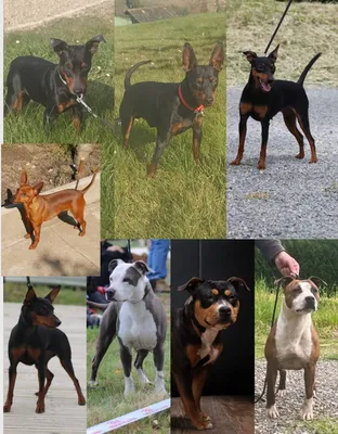 Élevage familiale de staff et Pinscher Nain Agen 47000