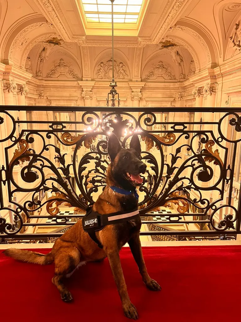 Chienne experte en détection de punaise de lit en mission dans une salle de spectacle à Paris