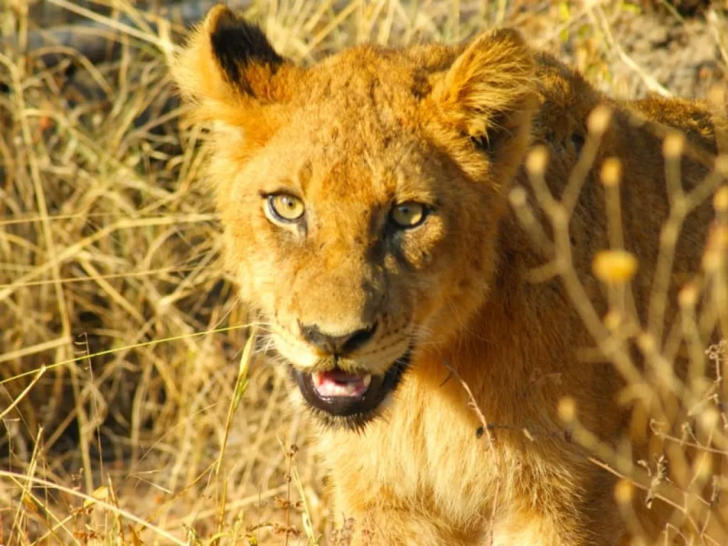 Les sites de randonnées à ne pas manquer lors d'un voyage en Afrique