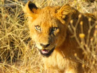 Les sites de randonnées à ne pas manquer lors d'un voyage en Afrique