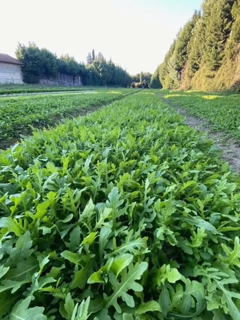 Jeunes pousses de roquette