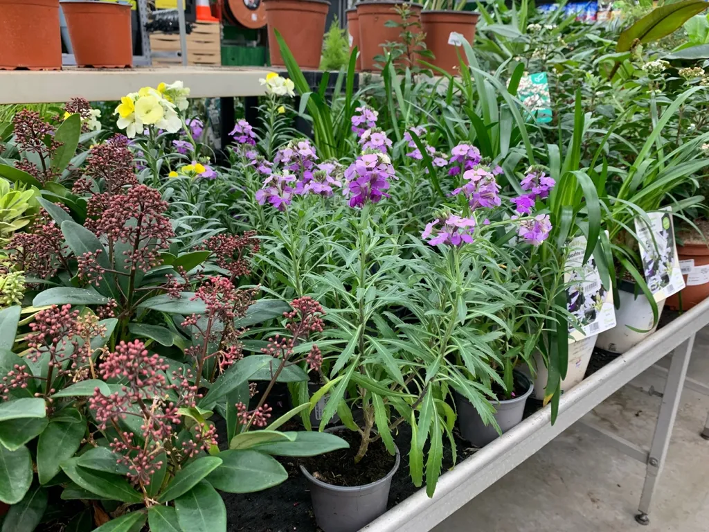 Trouver des plantes extérieures pour embellir son jardin ou son balcon