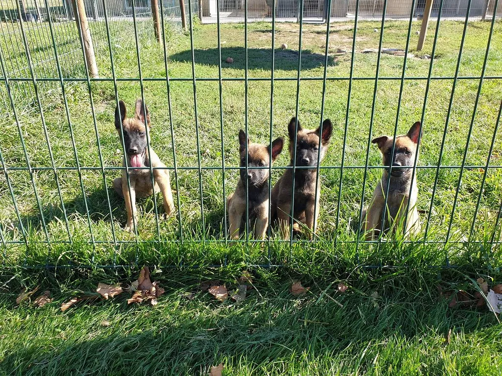 Vente de chiots BERGER BELGE MALINOIS dans le Vaucluse à Avignon.