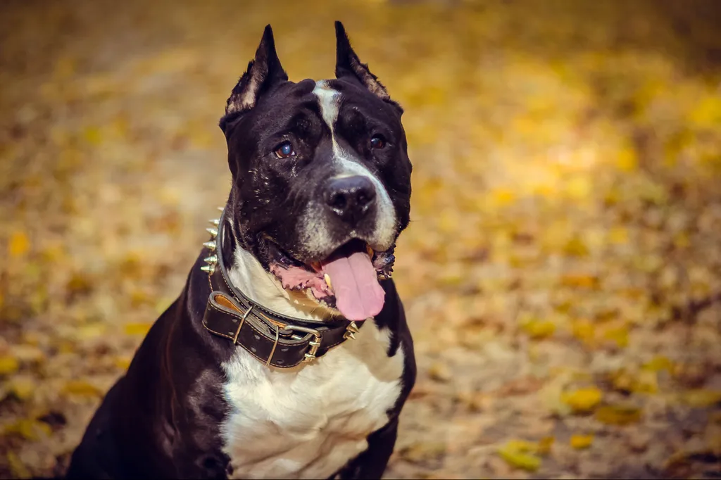 Valérie Guillet accompagne les troubles cutanés des chiens Staff à Bordeaux, grâce à la constellation animale intuitive.