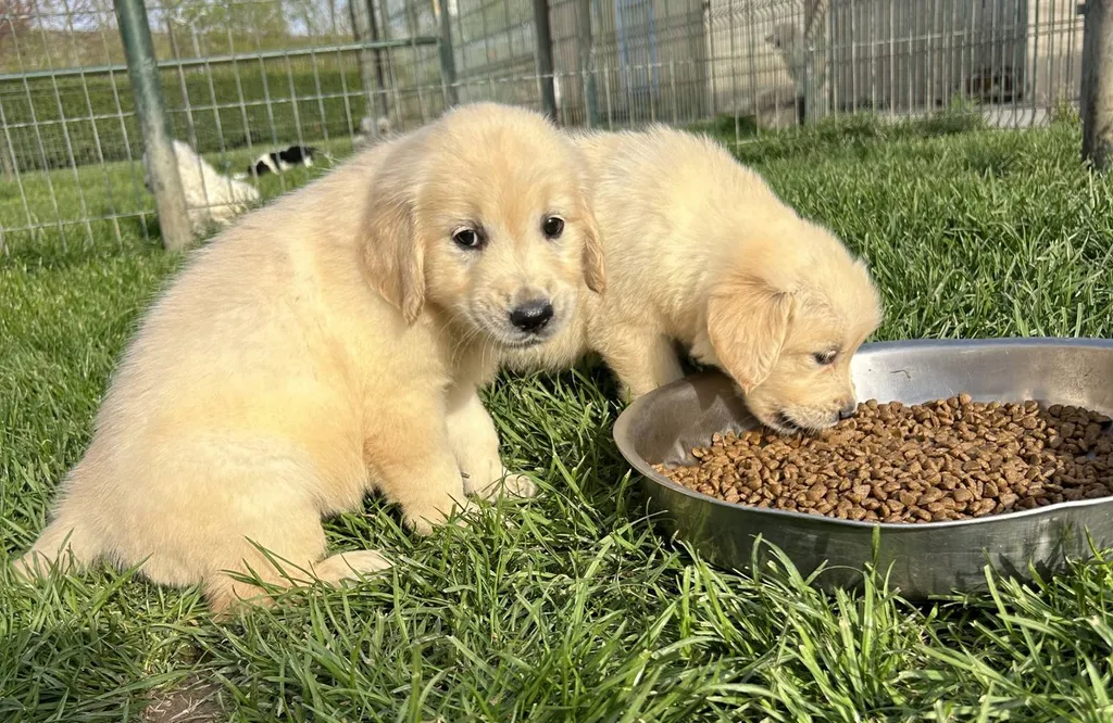 Chiots Golden Retriever LOF à réserver – nés le 10 avril 2026 (Offa et Thao)